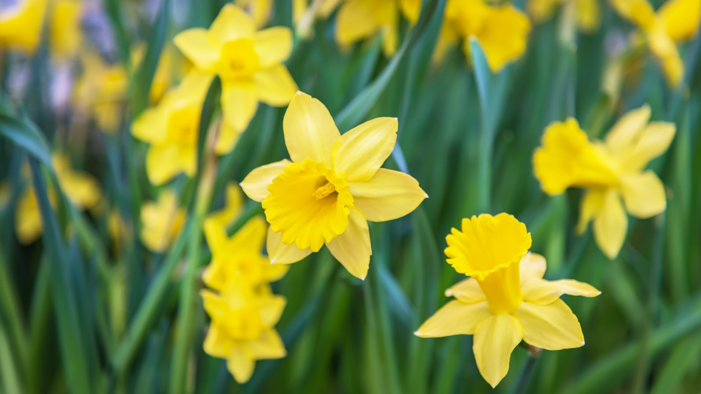Daffodils Easter
