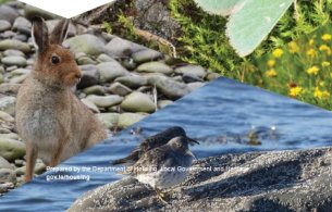 Public Consultation on Ireland’s 4th National Biodiversity Action Plan 