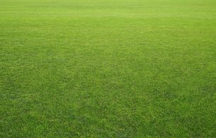 Grass