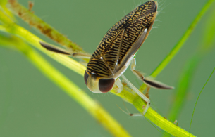 dlr Biodiversity Events - August 2022