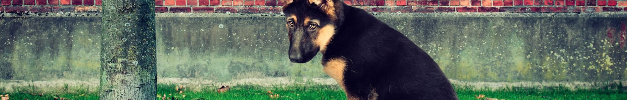 dog fines