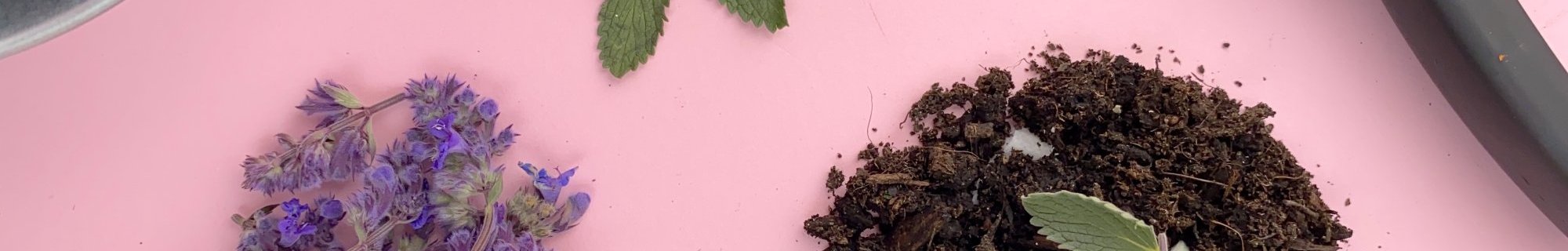 Image of cat mint