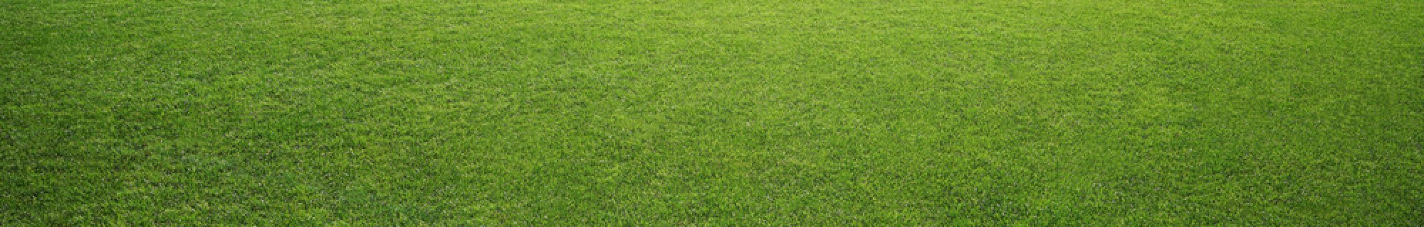 Grass