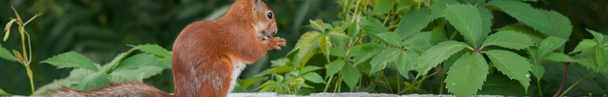 squirrel
