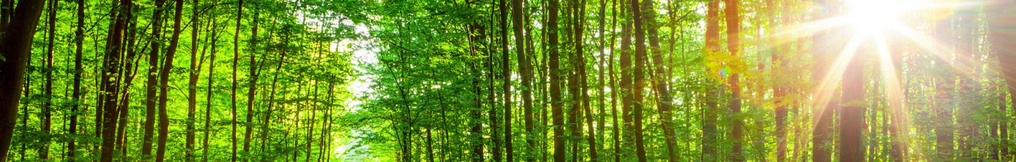 trees
