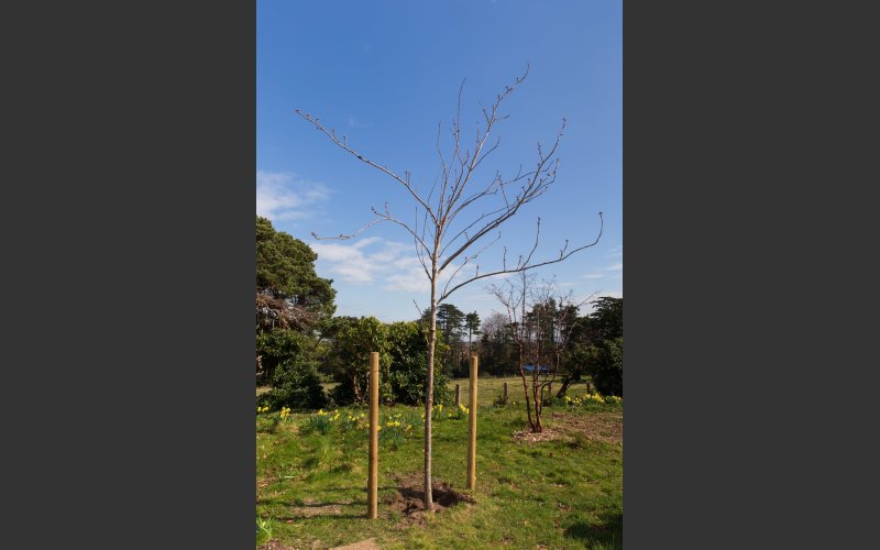 National Tree Week 2022