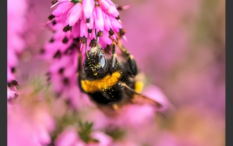 Biodiversity