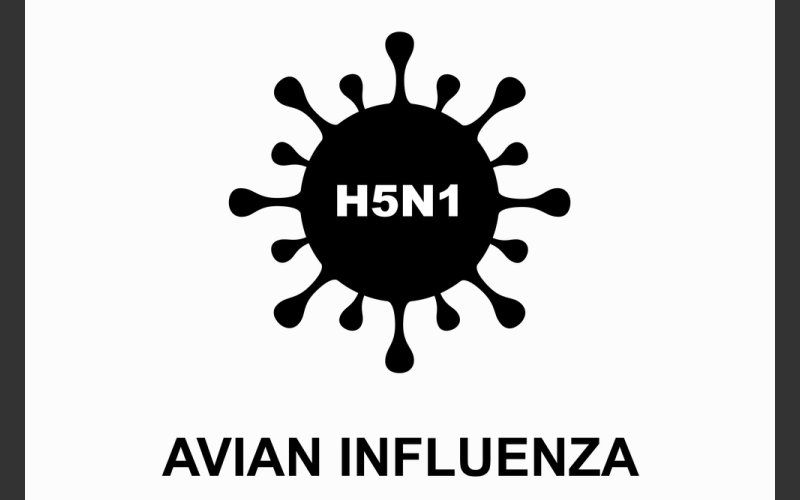Avian Influenza/Bird Flu - Notice