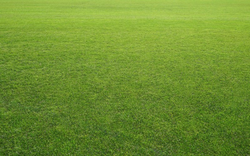 Grass