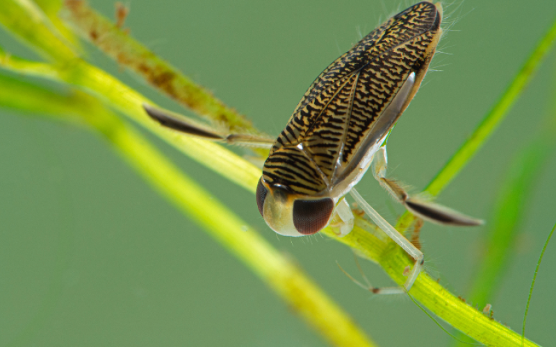 dlr Biodiversity Events - August 2022