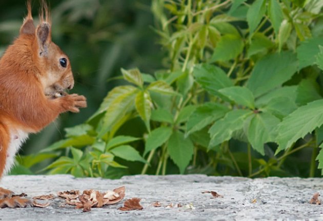 squirrel
