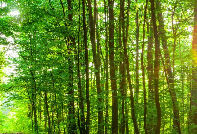 trees