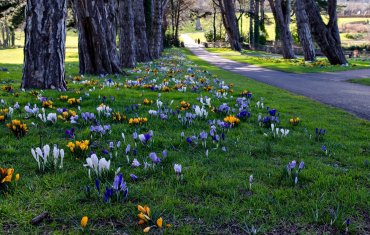 Cabinteely Park