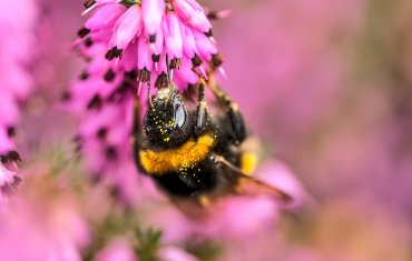 Biodiversity