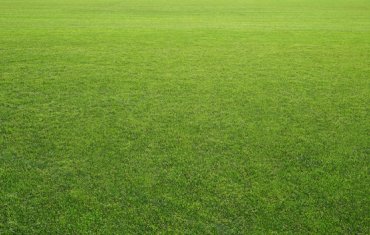 Grass