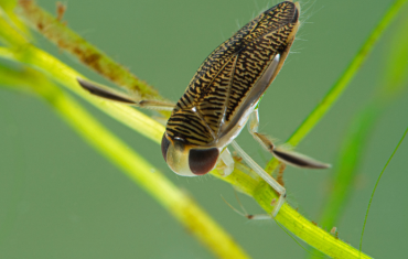 dlr Biodiversity Events - August 2022