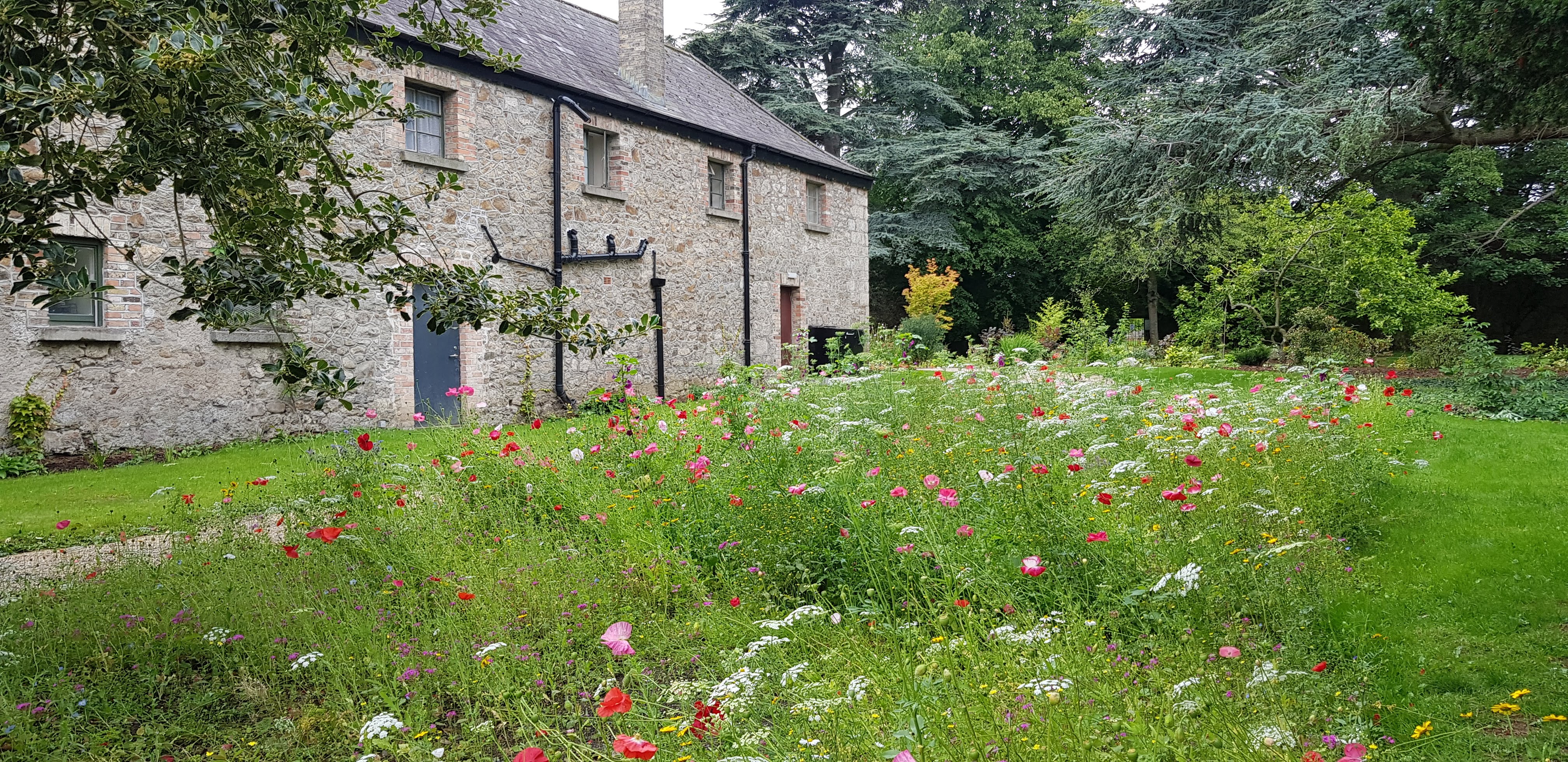 Wildflowers Marlay Park