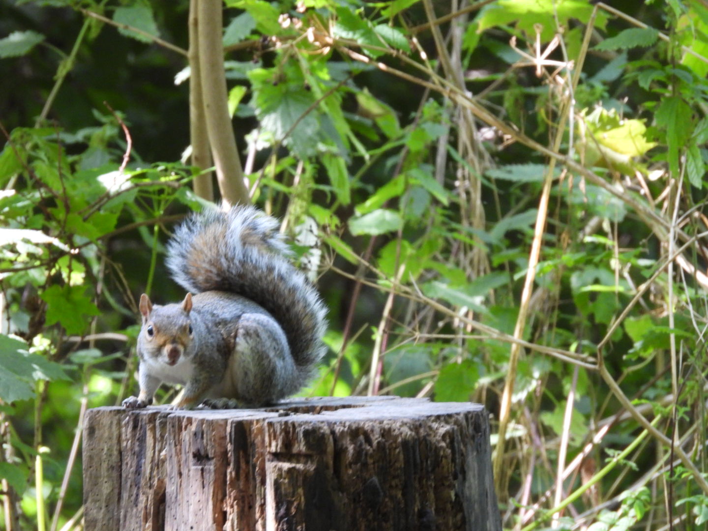 Dodder Valley Park