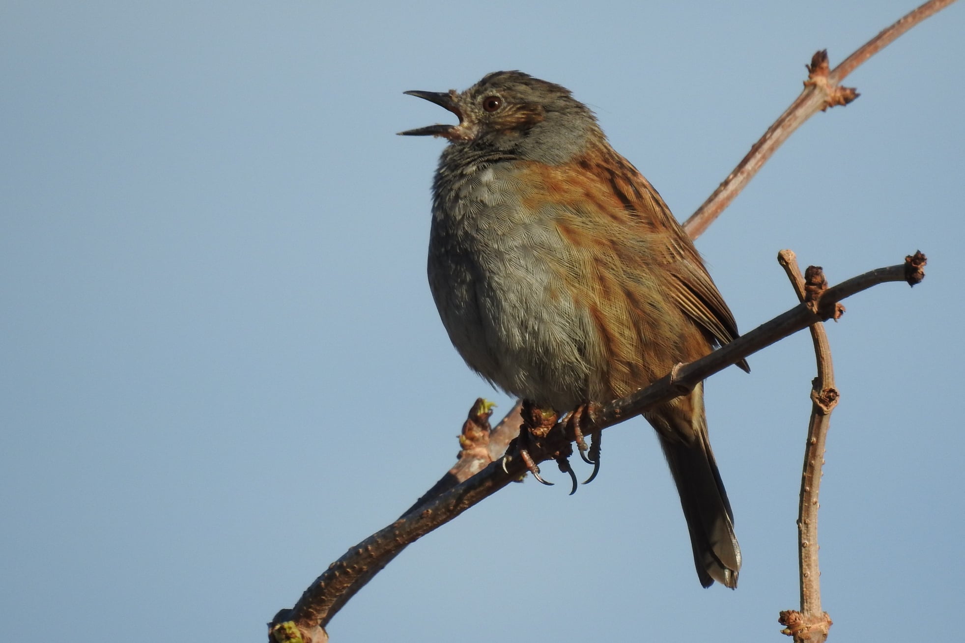 A Robin sitting on top of a branch