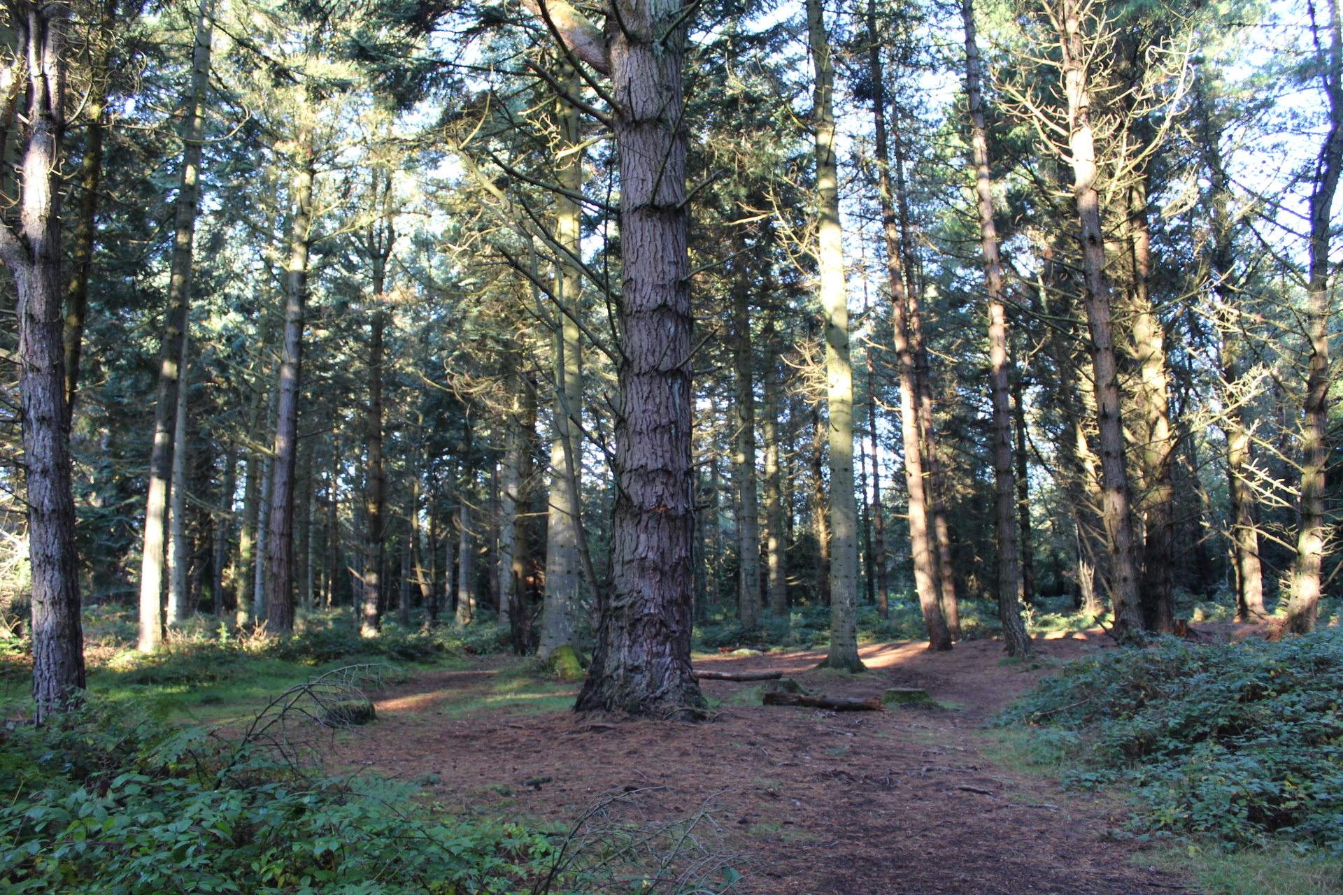 Barnaslingan Wood