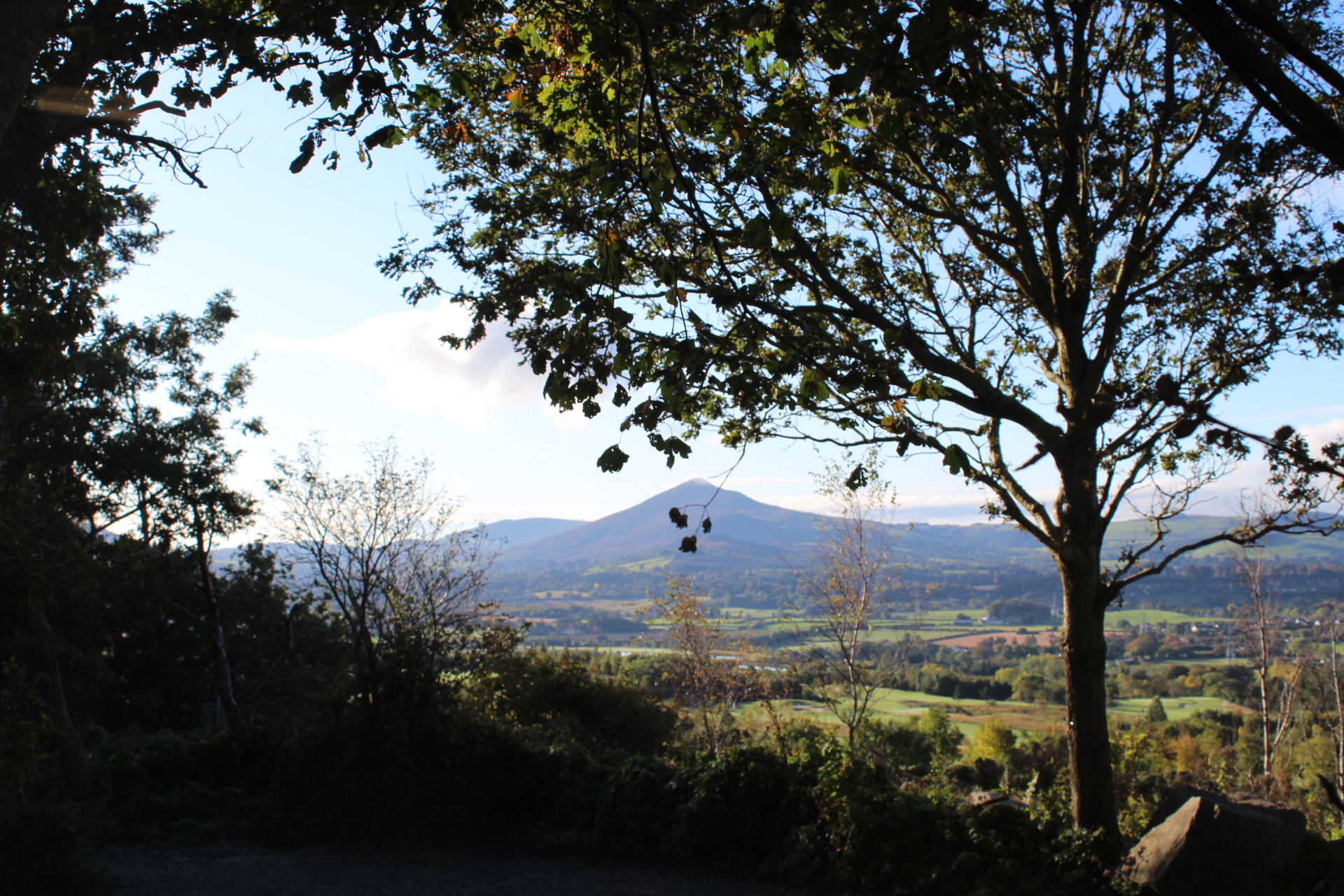 Carrickgollogan Wood