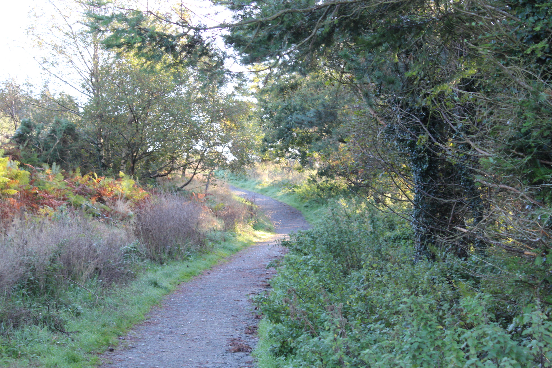 Carrickgollogan Wood