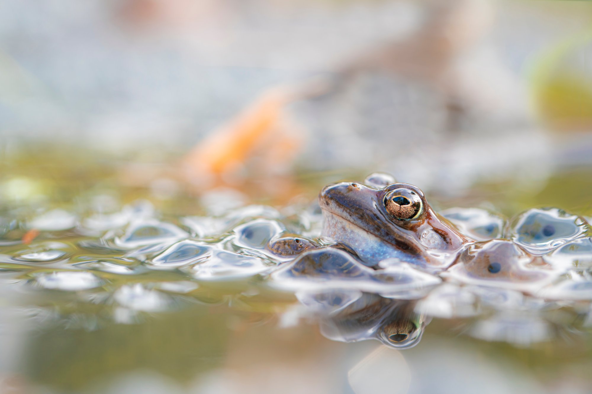 dlr Biodiversity Events - August 2022