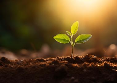 Seed Club