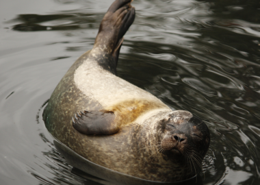 Seal Rescue 1