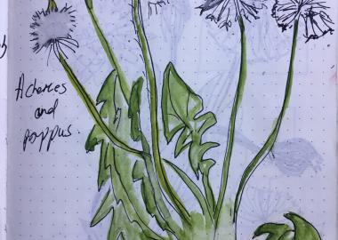 Nature Journaling with Joyce Fitzpatrick