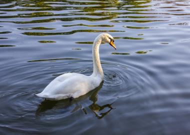 Swan