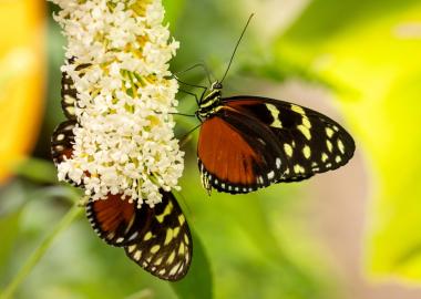 GD Garden biodiversity