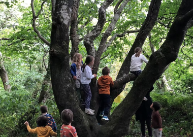 A group of young people climbing a tree in a forest