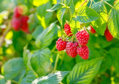 Raspberry bush