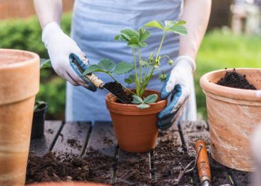 A close up photo of a person putting a plant in a pot with a small spade and soil. 