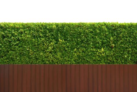 hedges