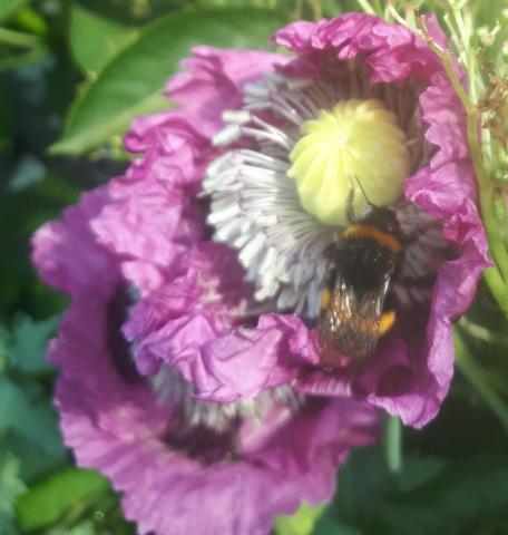 Gardening for Biodiversity with Aoife Munn