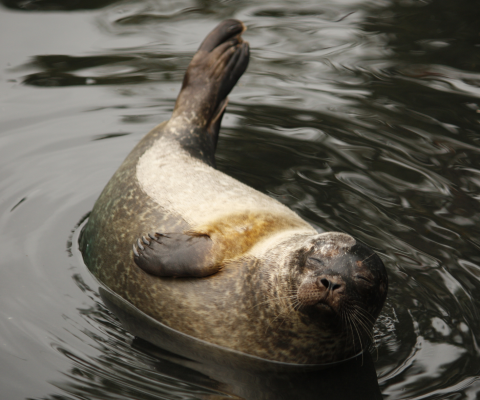Seal Rescue 1