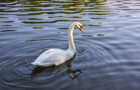 Swan