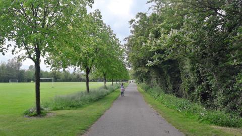 Trees and Pah in Shanganagh Park