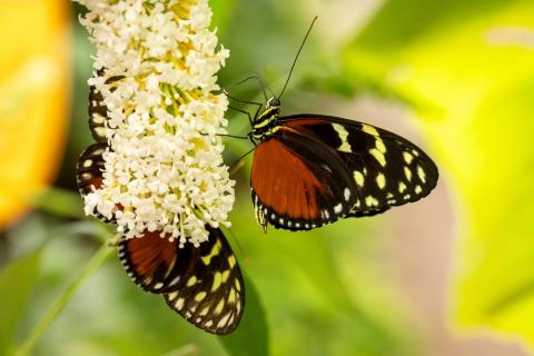 GD Garden biodiversity