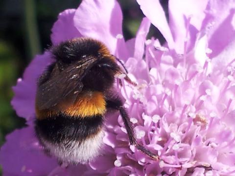 Get ready for Biodiversity Week (15 – 24 May) with dlr LexIcon 