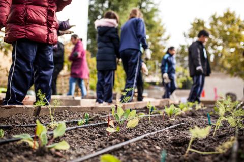 Image of freshly planted plants