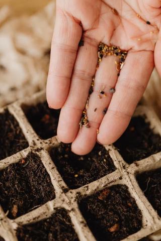 Seed
