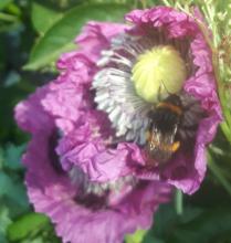 Gardening for Biodiversity with Aoife Munn