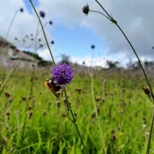 Biodiversity Week: Planting for Biodiversity