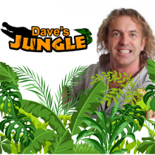 Dave’s Jungle at dlr Libraries!