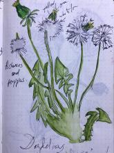 Nature Journaling with Joyce Fitzpatrick