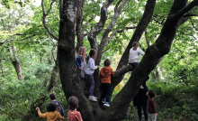 A group of young people climbing a tree in a forest
