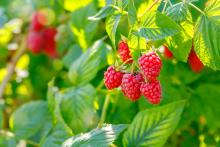 Raspberry bush